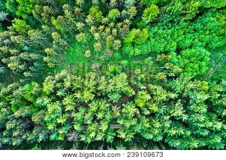 Aerial View Of Trees In The Northen Vosges Mountains - Bas-rhin Department Of France