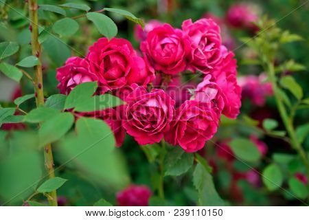 Lovely Red Roses On A Background Of Green Leaves In Natural Conditions