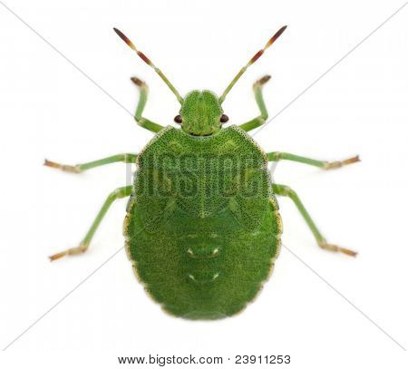 Vista de alto ângulo de um bug do escudo verde, Palomena prasina, na frente de fundo branco