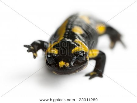 Brand salamander, Salamandra salamandra, foran hvid baggrund
