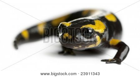 Brand salamander, Salamandra salamandra, foran hvid baggrund