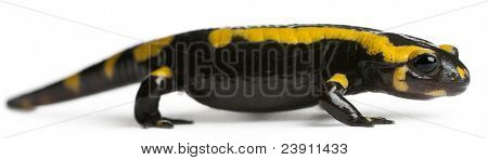 Brand salamander, Salamandra salamandra, foran hvid baggrund