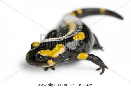 Brand salamander, Salamandra salamandra, foran hvid baggrund