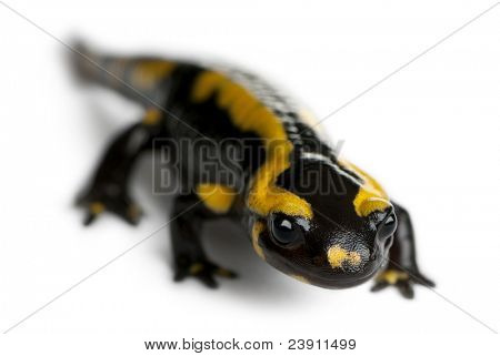 Brand salamander, Salamandra salamandra, foran hvid baggrund