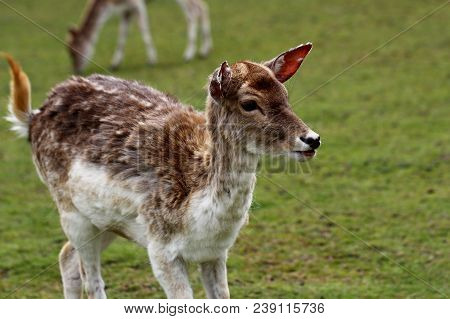 Portrait Of Fallow Deer (dama, Dama) On The Green Field. Phtography Of Wildlife.