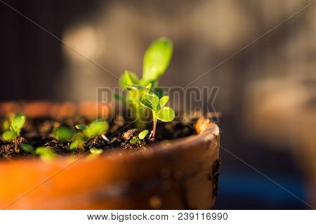 Young Green Plants Are Growing In The Pot. Fresh And Helth Leafs From Garden.