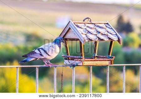 Sad And Hungry Pidgeon Is Looking To The Empty Feeder. Natural Green Background With Trees.