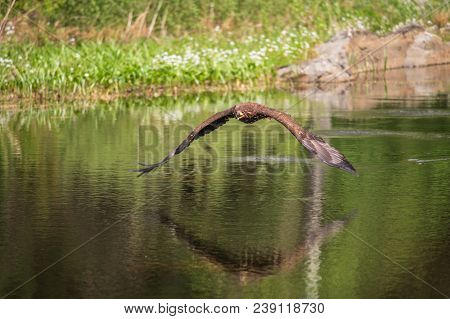 White-tailed Sea Eagle (haliaeetus Albicilla) In Flight In The Rain, With Mountains And Cloud In The