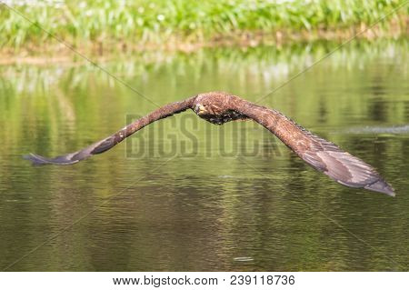 White-tailed Sea Eagle (haliaeetus Albicilla) In Flight In The Rain, With Mountains And Cloud In The