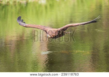 White-tailed Sea Eagle (haliaeetus Albicilla) In Flight In The Rain, With Mountains And Cloud In The