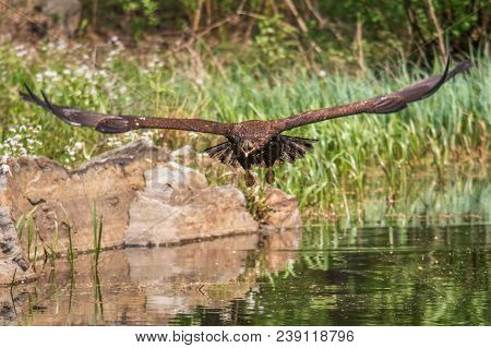 White-tailed Sea Eagle (haliaeetus Albicilla) In Flight In The Rain, With Mountains And Cloud In The