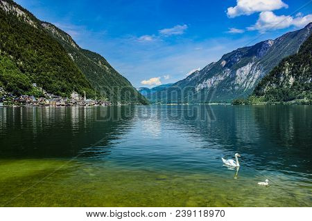 Two White Swans On Lake Hallstatt And A Scene Of The Hallstatt Village In Austria