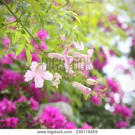 Pink Cobaea Flower On Background  Of Blooming Garden