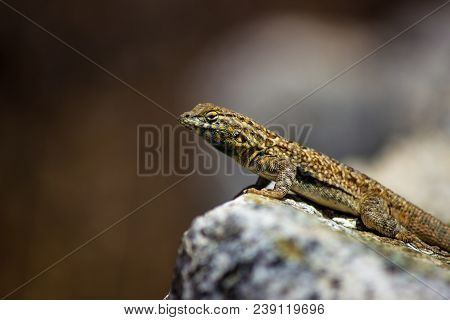 Common Wall Lizard Posed On A Rock