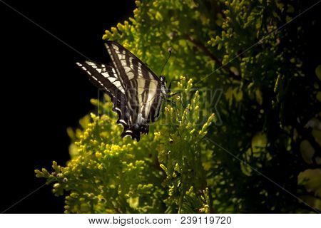 Closeup Of A Curious White Monarch Butterfly On A Green Shrub