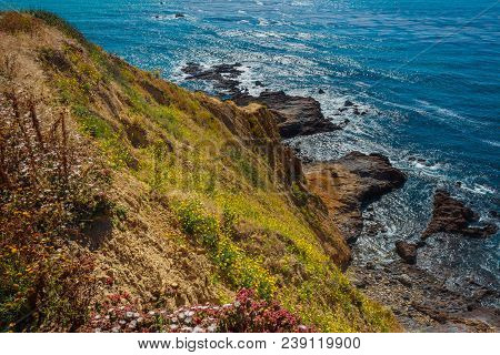 Steep Cliff Covered With Beautiful Wildflowers During The California Super Bloom Of 2017 In Palos Ve