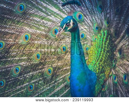 Colorful Close Up Of A Male Peacock Displaying His Feathers