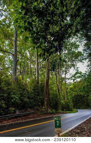 Lush Tropical Rainforest On The Scenic Road To Hana, Maui, Hawaii