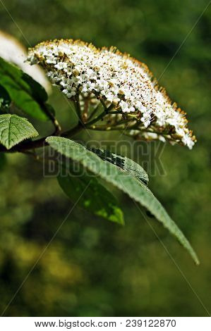 Blooming Wayfaring Tree (viburnum Lantana) In Spring
