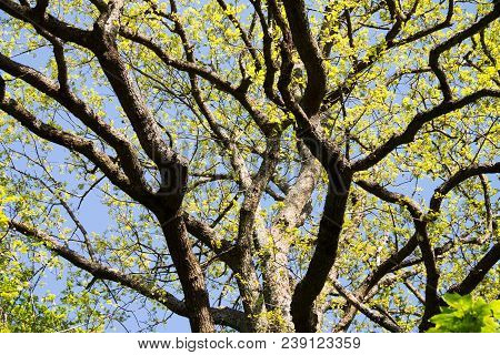 Spring Meadow With Big Tree With Fresh Green Leaves, Tree Branches