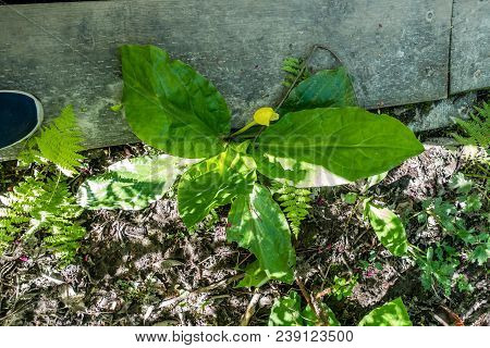 A Skunck Cabbage Grow Perilously Close To A Wooded Walking Plank.