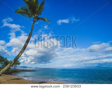 Single Palm Tree Set Against A Calm And Relaxing Ocean On A Sunny Day At Maluaka Beach, Maui, Hawaii