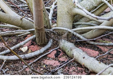 Lust For Life Or As A Sprout Breaks Through Asphalt, Life Will Find A Way, A Tree Grows From Under T
