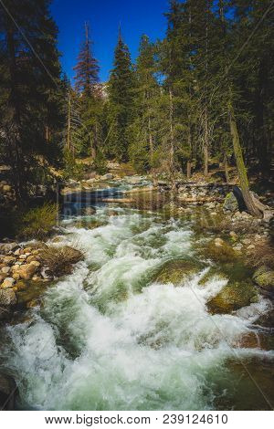 Marble Fork Kaweah River Flowing Through The Dense Forest Along The Tokopah Valley Trail, Sequoia Na