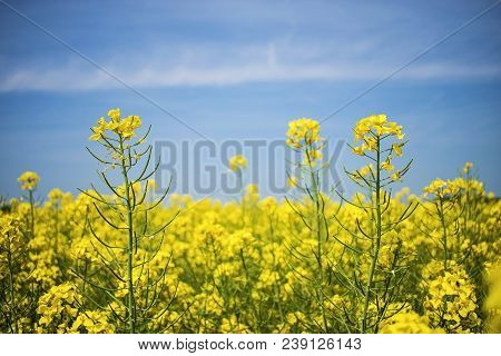 Canola Flower Field Closeup. Beautiful Growing Yellow Plant On Foreground, Bio Fuel Concept