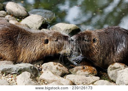 Portrait Of One Paar Coypu By The River. Photography Of Wildlife.