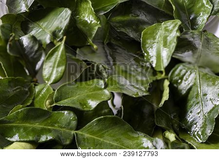 Wet Leaves Of Citrus Lime Close Up