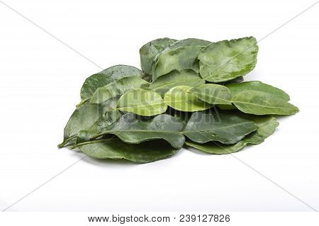 Lime Leaves Isolated On White Background Close Up