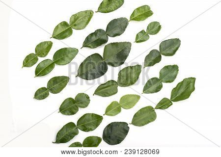 Diagonal Of Lime Leaves Isolated On White Background