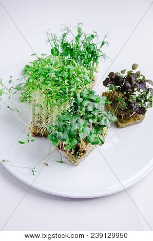 Home Grown Microgreens - Group Organic Pea, Broccoli Sprouts Grown In Petri Dish On White Background