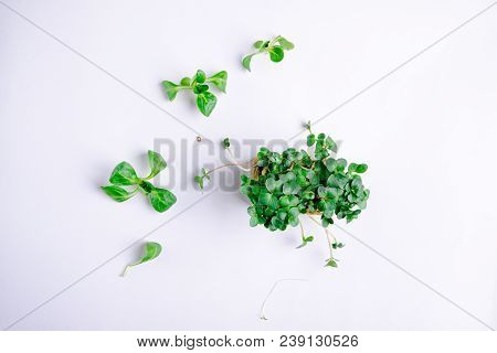 Home Grown Microgreens - Organic Sprouts Grown In Petri Dish On White Background. Sprouts Are Source