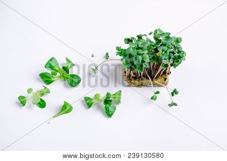 Home Grown Microgreens - Organic Sprouts Grown In Petri Dish On White Background. Sprouts Are Source