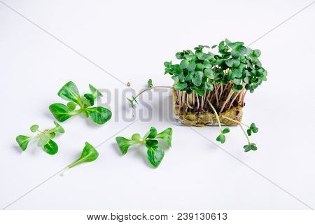 Home Grown Microgreens - Organic Sprouts Grown In Petri Dish On White Background. Sprouts Are Source