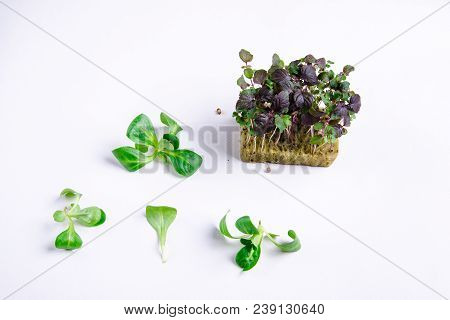 Home Grown Microgreens - Organic Sprouts Grown In Petri Dish On White Background. Sprouts Are Source
