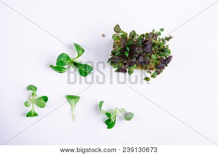 Home Grown Microgreens - Organic Sprouts Grown In Petri Dish On White Background. Sprouts Are Source