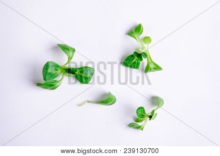 Home Grown Microgreens - Organic Sprouts Grown In Petri Dish On White Background. Sprouts Are Source