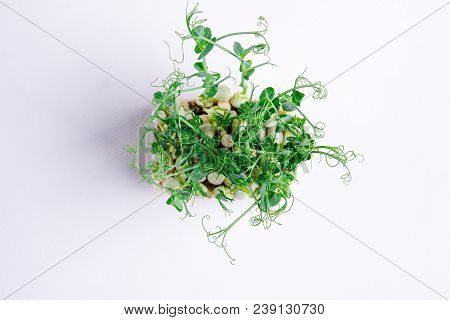 Home Grown Microgreens - Organic Sprouts Grown In Petri Dish On White Background. Sprouts Are Source