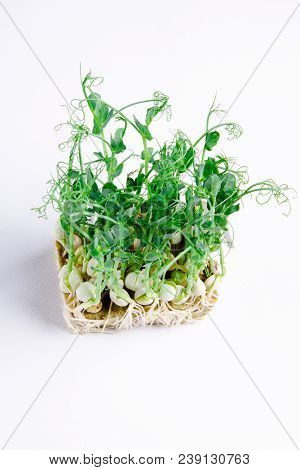 Home Grown Microgreens - Organic Sprouts Grown In Petri Dish On White Background. Sprouts Are Source