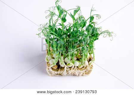 Home Grown Microgreens - Organic Sprouts Grown In Petri Dish On White Background. Sprouts Are Source