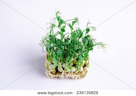 Home Grown Microgreens - Organic Sprouts Grown In Petri Dish On White Background. Sprouts Are Source