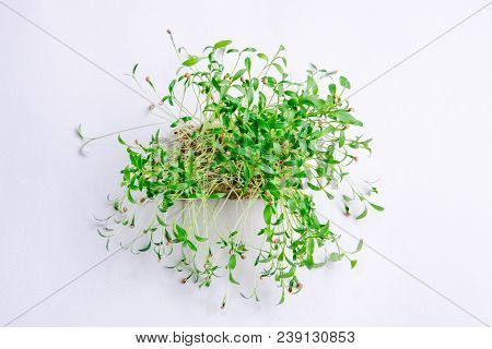 Home Grown Microgreens - Organic Sprouts Grown In Petri Dish On White Background. Sprouts Are Source