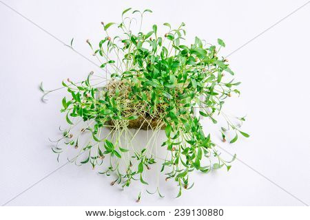 Home Grown Microgreens - Organic Sprouts Grown In Petri Dish On White Background. Sprouts Are Source