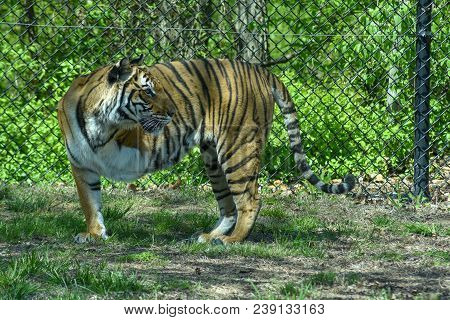 Gorgeous 3 Legged Tiger Enjoying A Beautiful Spring Day