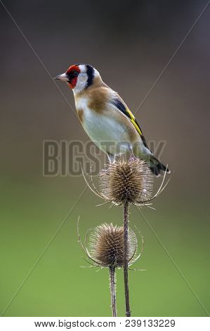 Goldfinch - Carduelis Carduelis On Teasel Seed Head