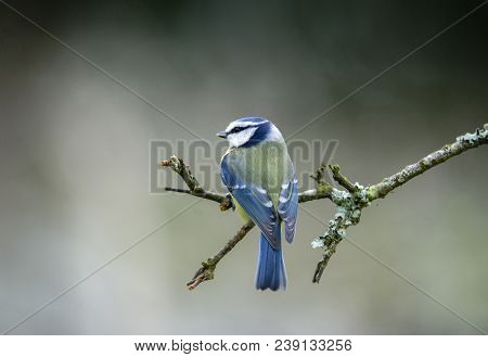 Blue Tit - Cyanistes Caeruleus Perched On Tree Branch