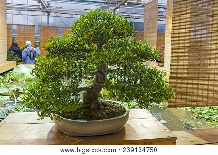 Moscow, Russia - November 10, 2017: Bonsai - Cape Jasmine (gardenia Jasminoides). Age - About 50 Yea